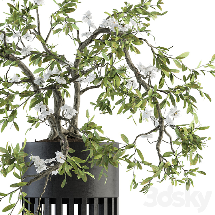 indoor Plant Set 198 – Bonsai in pot 3DS Max - thumbnail 2