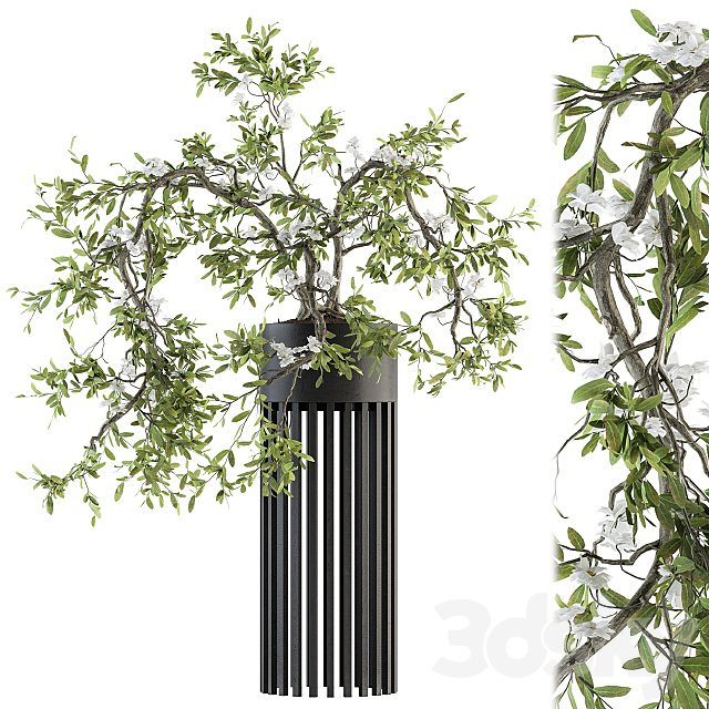 indoor Plant Set 198 – Bonsai in pot 3DSMax File - thumbnail 1