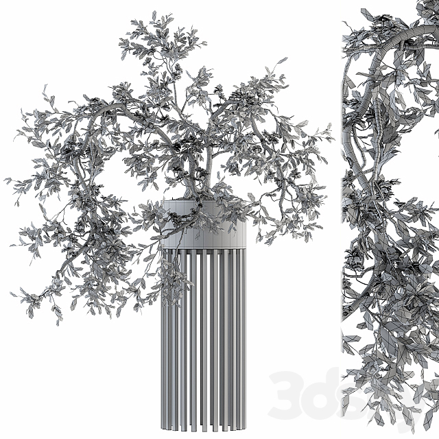 indoor Plant Set 198 – Bonsai in pot 3DSMax File - thumbnail 4