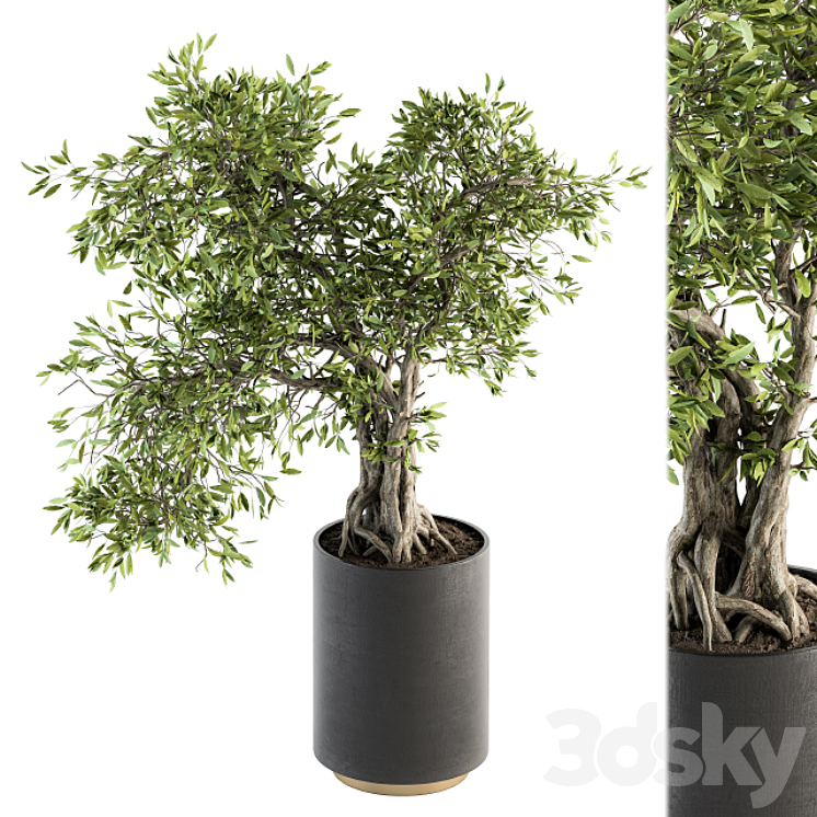 indoor Plant Set 207 – Big Bonsai in pot 3DS Max - thumbnail 1