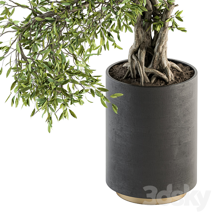 indoor Plant Set 207 – Big Bonsai in pot 3DS Max - thumbnail 2