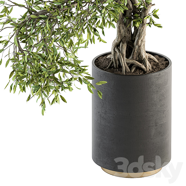 indoor Plant Set 207 – Big Bonsai in pot 3DSMax File - thumbnail 2