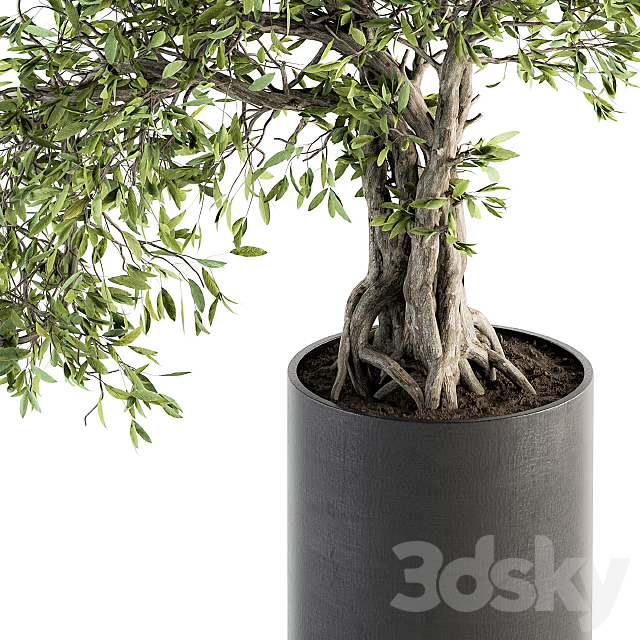 indoor Plant Set 207 – Big Bonsai in pot 3DSMax File - thumbnail 4