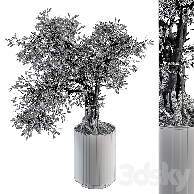 indoor Plant Set 207 – Big Bonsai in pot 3DSMax File - thumbnail 5