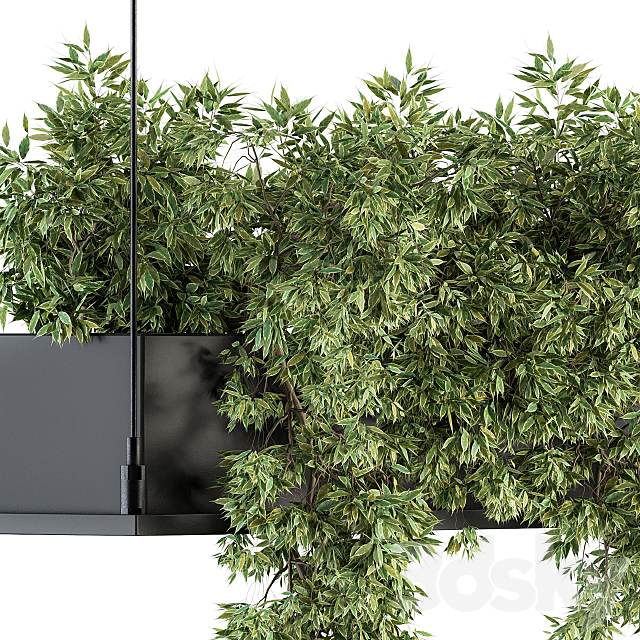 indoor Plant Set 217 – Hanging Plant Box 3DSMax File - thumbnail 3