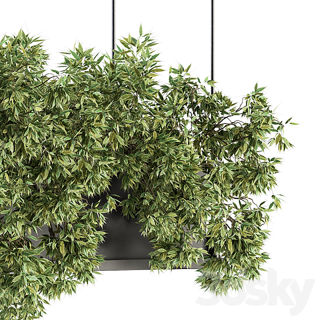 indoor Plant Set 217 – Hanging Plant Box 3DSMax File - thumbnail 4