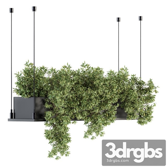 Indoor plant set 217 – hanging plant box - thumbnail 1