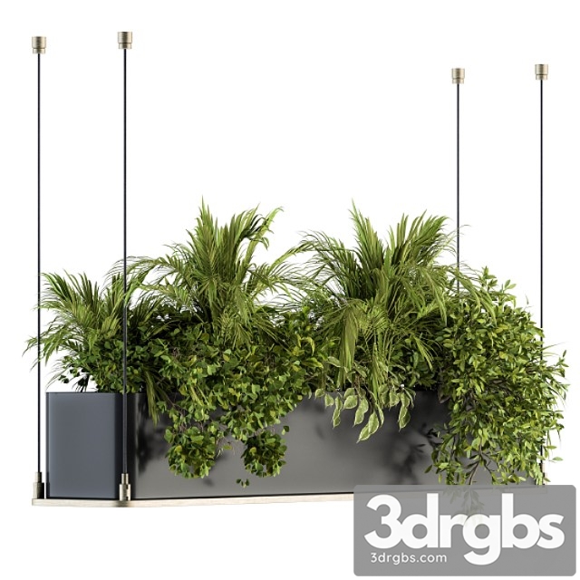 Indoor plant set 218 – hanging plants - thumbnail 1