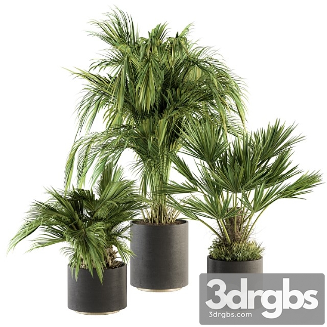 Indoor plant set 221 -tropical palm plant set - thumbnail 1