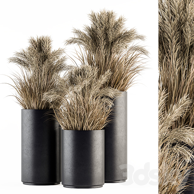 indoor Plant Set 224 -Big Pampas 3DSMax File - thumbnail 1