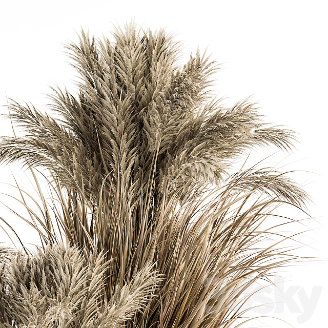 indoor Plant Set 224 -Big Pampas 3DSMax File - thumbnail 3