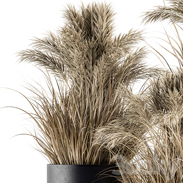 indoor Plant Set 224 -Big Pampas 3DSMax File - thumbnail 4