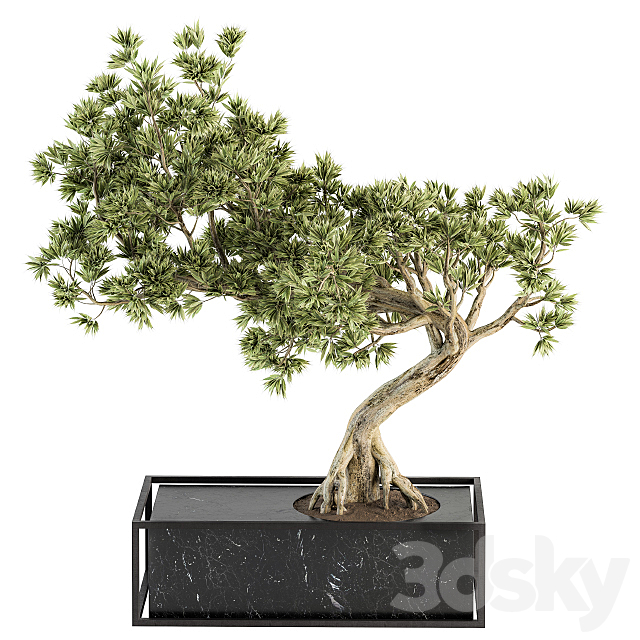 indoor Plant Set 225 – Bonsai Plant 3DSMax File - thumbnail 1