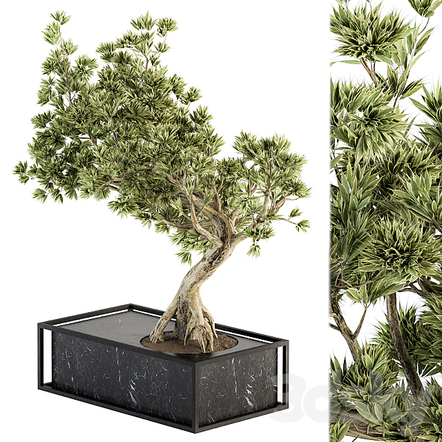 indoor Plant Set 225 – Bonsai Plant 3DSMax File - thumbnail 2