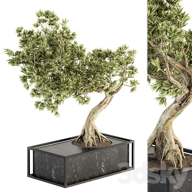 indoor Plant Set 225 – Bonsai Plant 3DSMax File - thumbnail 3