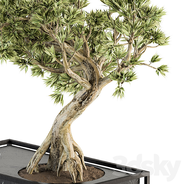 indoor Plant Set 225 – Bonsai Plant 3DSMax File - thumbnail 5