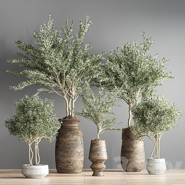 indoor plant set 23 3DS Max Model - thumbnail 2