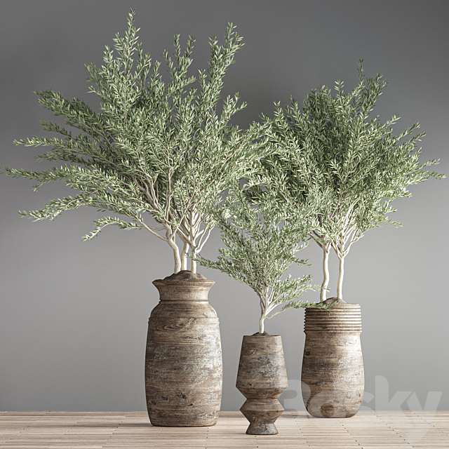 indoor plant set 23 3DS Max Model - thumbnail 3