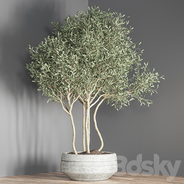 indoor plant set 23 3DS Max Model - thumbnail 5