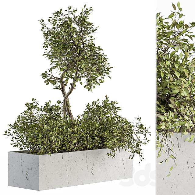 indoor Plant Set 235 – Plant Set in Box 3DS Max Model - thumbnail 2