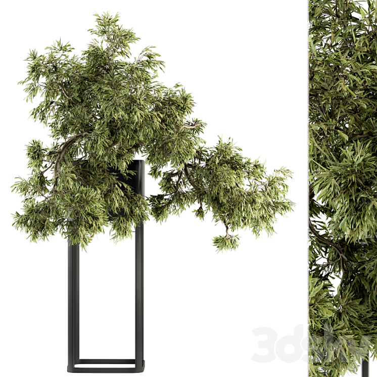 indoor Plant Set 237 – Bonsai in Pot 3DS Max Model - thumbnail 1