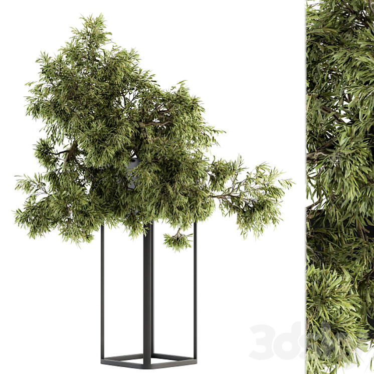 indoor Plant Set 237 – Bonsai in Pot 3DS Max Model - thumbnail 2