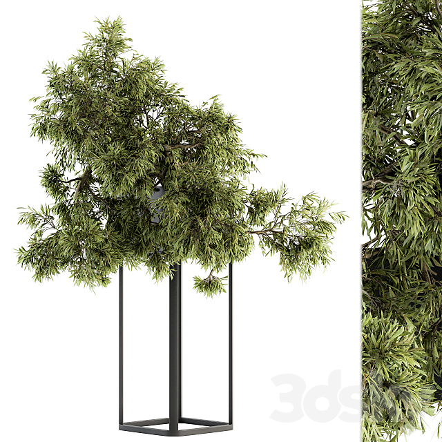 indoor Plant Set 237 – Bonsai in Pot 3DSMax File - thumbnail 2