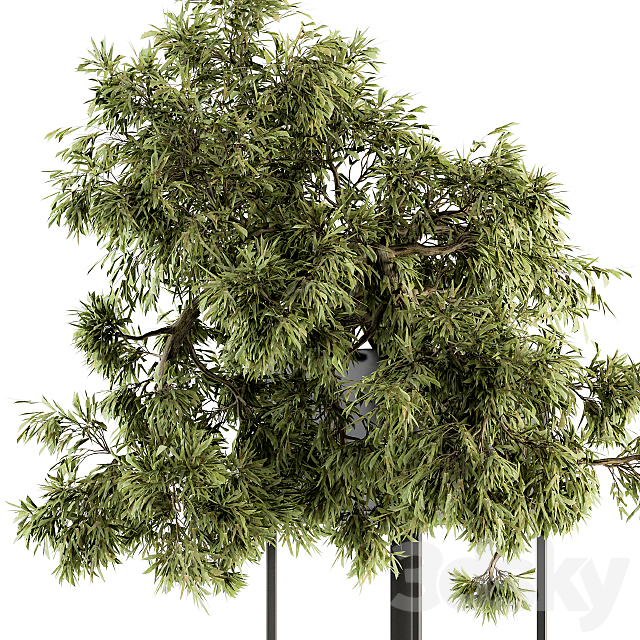 indoor Plant Set 237 – Bonsai in Pot 3DSMax File - thumbnail 3