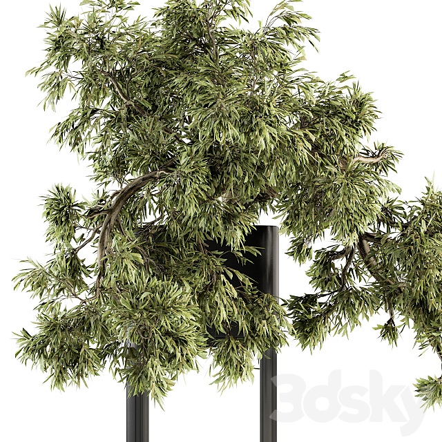 indoor Plant Set 237 – Bonsai in Pot 3DSMax File - thumbnail 4