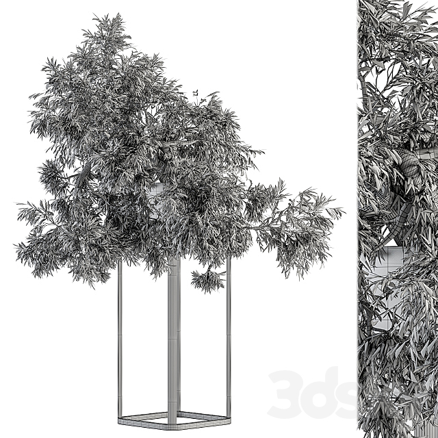 indoor Plant Set 237 – Bonsai in Pot 3DSMax File - thumbnail 5