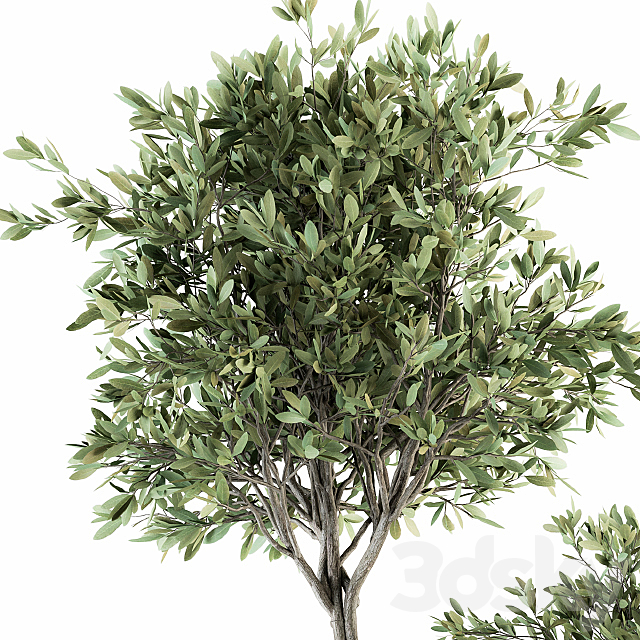 indoor Plant Set 239 – Olive in Pot 3DS Max Model - thumbnail 3