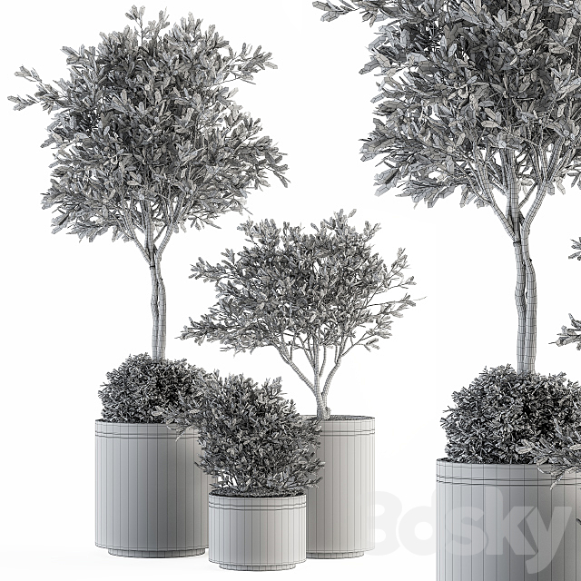 indoor Plant Set 239 – Olive in Pot 3DS Max Model - thumbnail 4