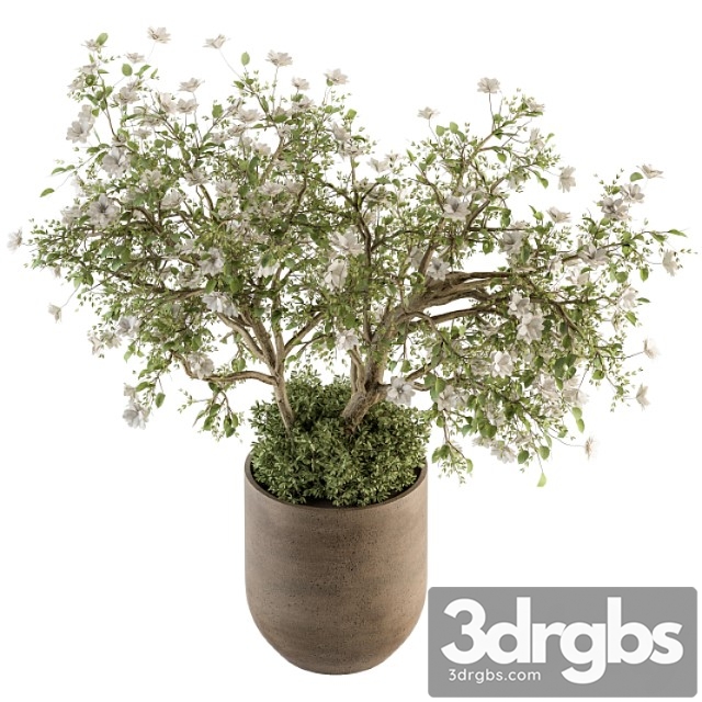 Indoor plant set 241 – bonsai bush with flowers - thumbnail 1