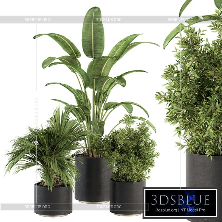 indoor Plant Set 243 – Plant Set in Pot 3DS Max - thumbnail 3