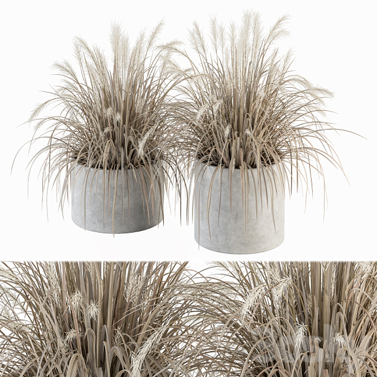 indoor Plant Set 251 – Dried Plants in pot 3DS Max - thumbnail 1