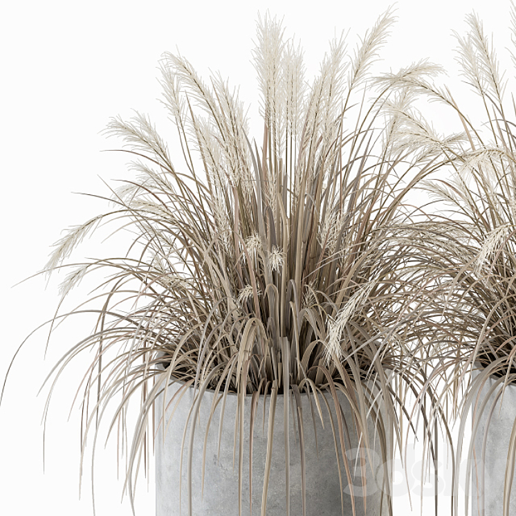 indoor Plant Set 251 – Dried Plants in pot 3DS Max - thumbnail 2