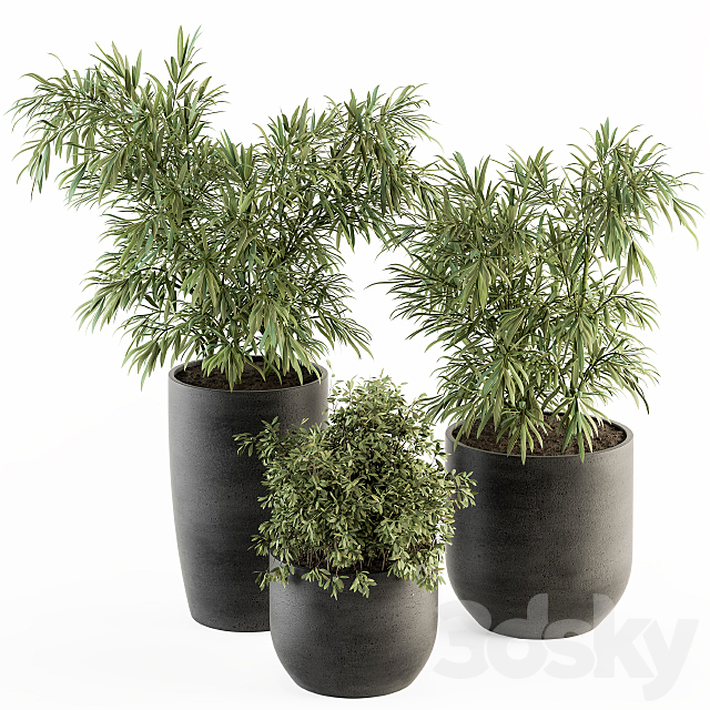 indoor Plant Set 253 – Plants Set in pot 3DSMax File - thumbnail 1