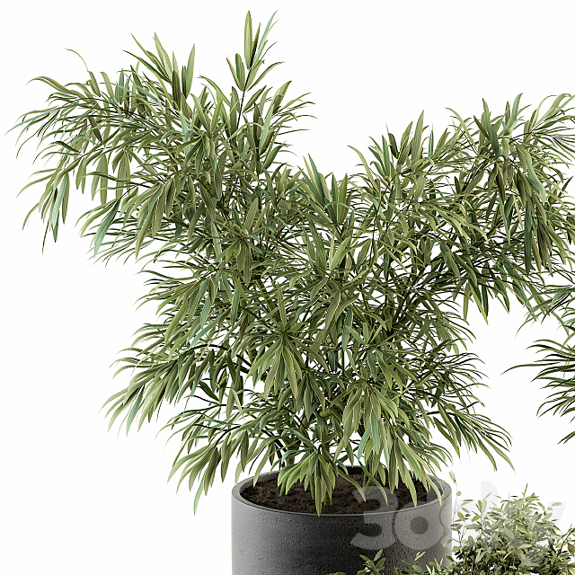 indoor Plant Set 253 – Plants Set in pot 3DSMax File - thumbnail 2