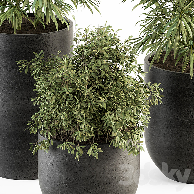 indoor Plant Set 253 – Plants Set in pot 3DSMax File - thumbnail 3