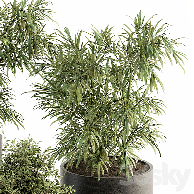 indoor Plant Set 253 – Plants Set in pot 3DSMax File - thumbnail 4