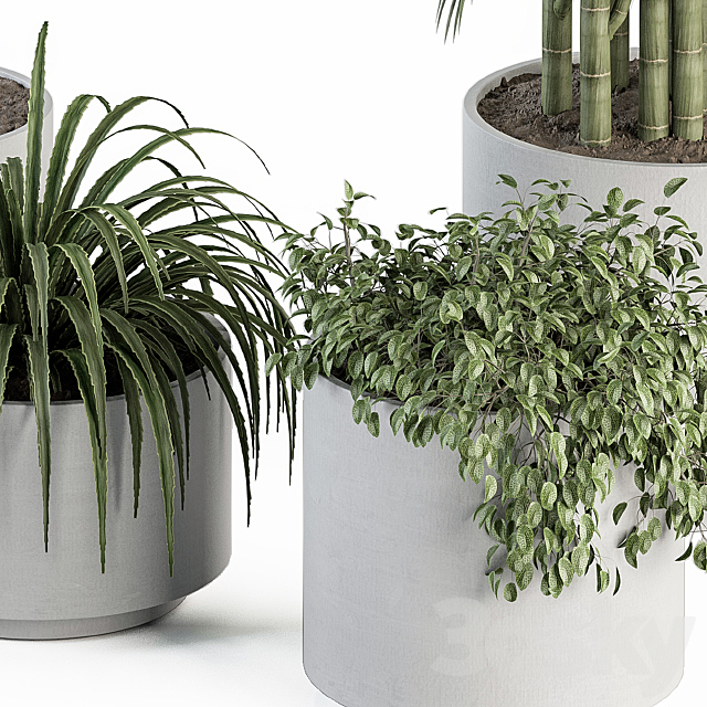 indoor Plant Set 257 – Plant Set in pot 3DS Max Model - thumbnail 4