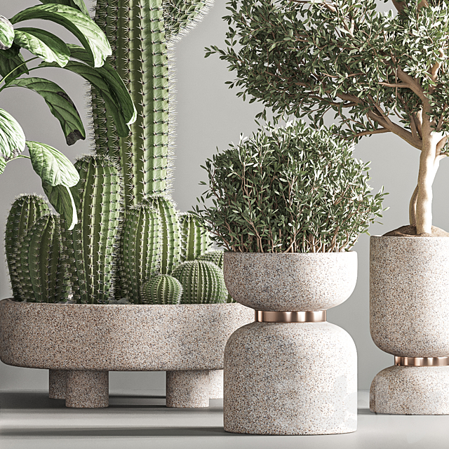 indoor plant set 26 3DS Max Model - thumbnail 5