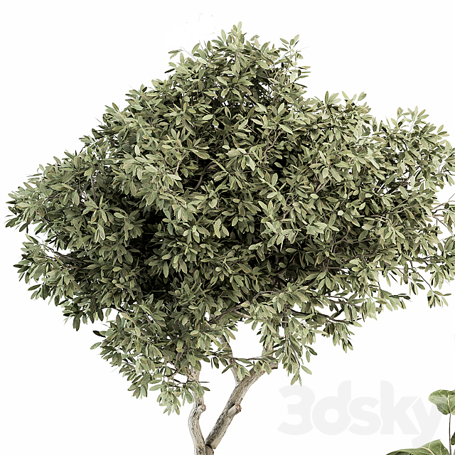 indoor Plant Set 264 – Plant Set in pot 3DSMax File - thumbnail 3