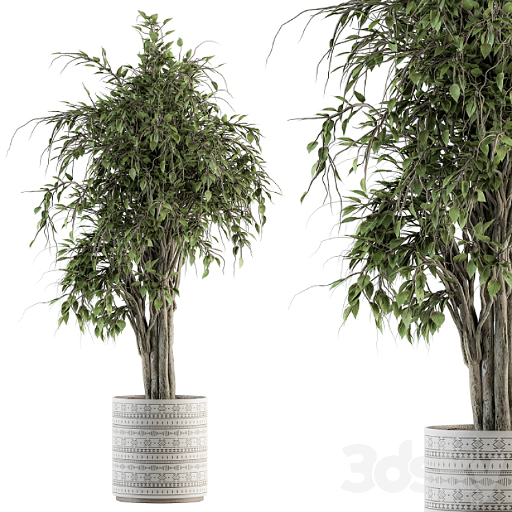 indoor Plant Set 266 – Ficus Benjamin Plant in pot 3DS Max - thumbnail 1