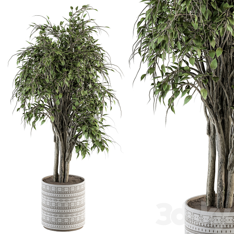 indoor Plant Set 266 – Ficus Benjamin Plant in pot 3DS Max - thumbnail 2