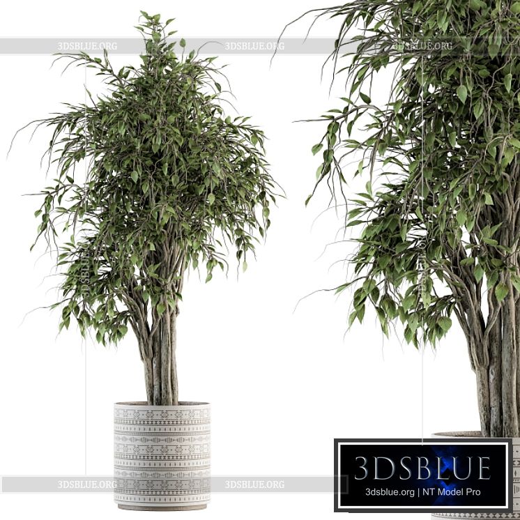 indoor Plant Set 266 – Ficus Benjamin Plant in pot 3DS Max - thumbnail 3