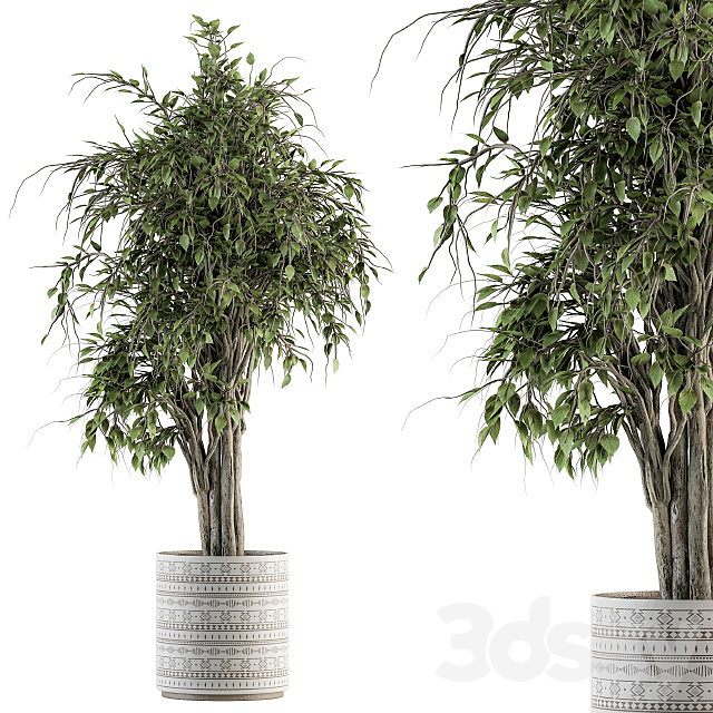 indoor Plant Set 266 – Ficus Benjamin Plant in pot 3DSMax File - thumbnail 1