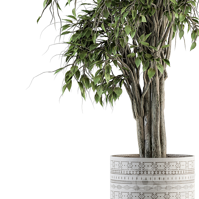 indoor Plant Set 266 – Ficus Benjamin Plant in pot 3DSMax File - thumbnail 3