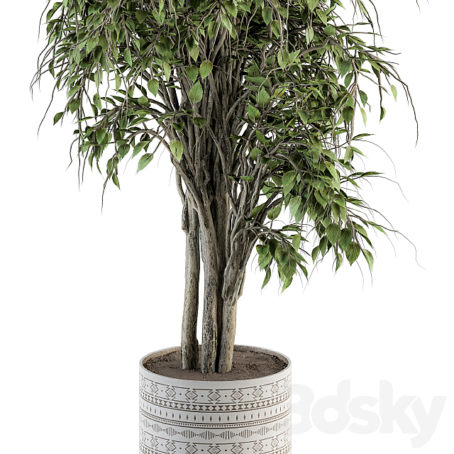 indoor Plant Set 266 – Ficus Benjamin Plant in pot 3DSMax File - thumbnail 4