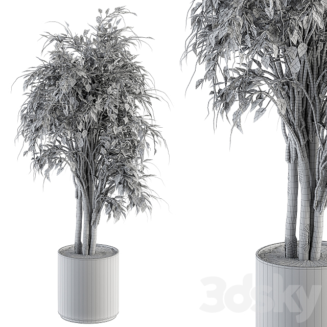 indoor Plant Set 266 – Ficus Benjamin Plant in pot 3DSMax File - thumbnail 5